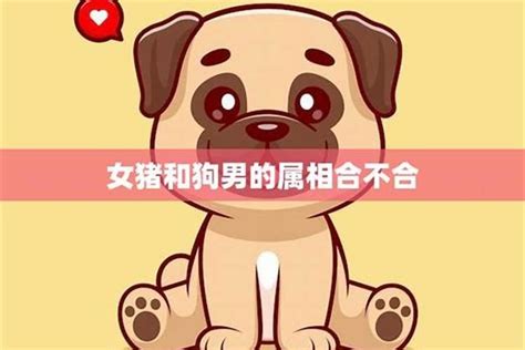 豬狗不合|属狗和属猪的合不合 狗跟猪属相配吗